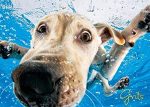 Squirrel Buster Paint by Numbers for Adults - Underwater Dogs Artist Photo Series Paint by Number Kit with Acrylic Paints, Brushes Canvas - Beginner DIY Painting by Numbers for Adults and Kids Discount