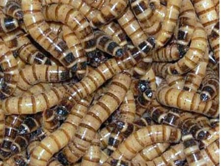 1000 Live Gutloaded Superworms Large on Sale