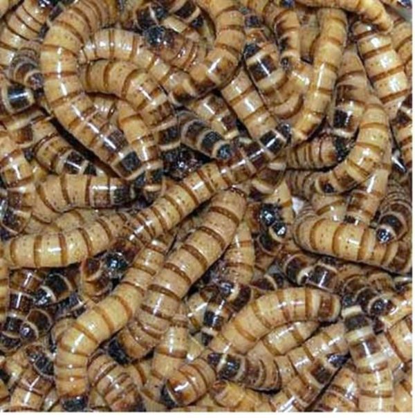 1000 Live Gutloaded Superworms Large on Sale