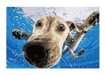 Squirrel Buster Paint by Numbers for Adults - Underwater Dogs Artist Photo Series Paint by Number Kit with Acrylic Paints, Brushes Canvas - Beginner DIY Painting by Numbers for Adults and Kids Discount