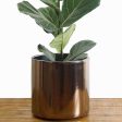 Indoor Flower Pot | Large Modern Planter, Terracotta Ceramic Plant Pot - Plant Container Great for Plant Stands (8.5 inch, Black) on Sale